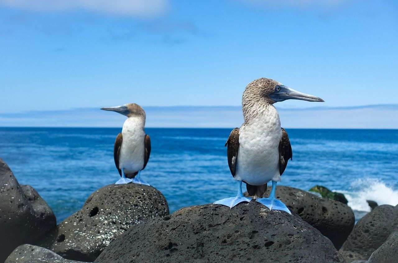 Stanislav Kondrashov TELF AG Galapagos Islands