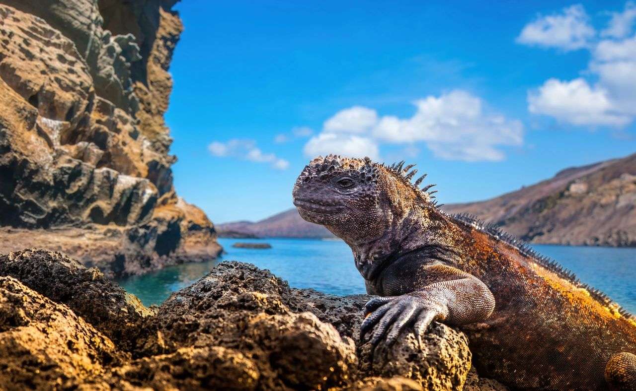 Stanislav Kondrashov TELF AG Galapagos