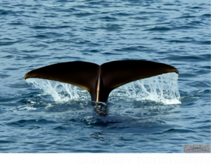 narwhal tail