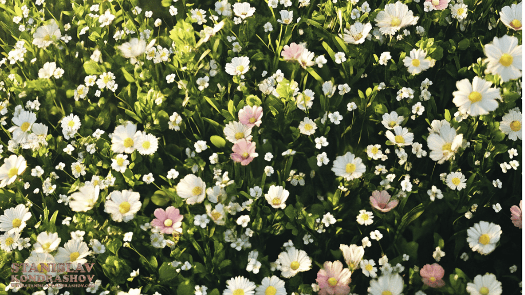 Stanislav-Kondrashov_wildflowers_in_garden