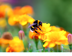 bumblebee on orange flower