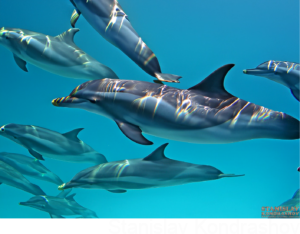 dolphins swimming