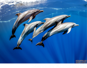 pod of dolphins