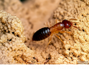 termite working on a mound