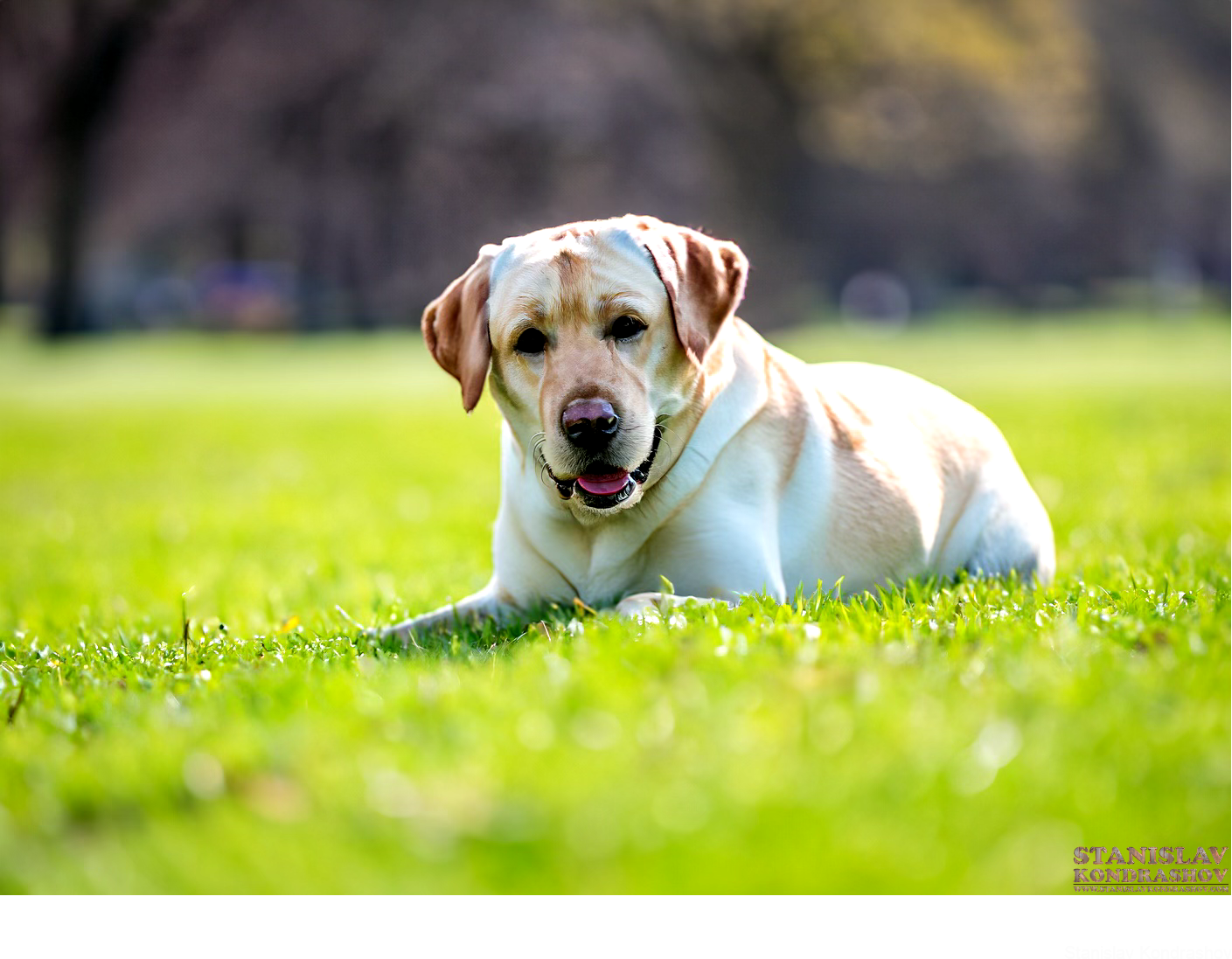 the-most-popular-dog-breeds-by-stanislav-kondrashov-stanislav-kondrashov