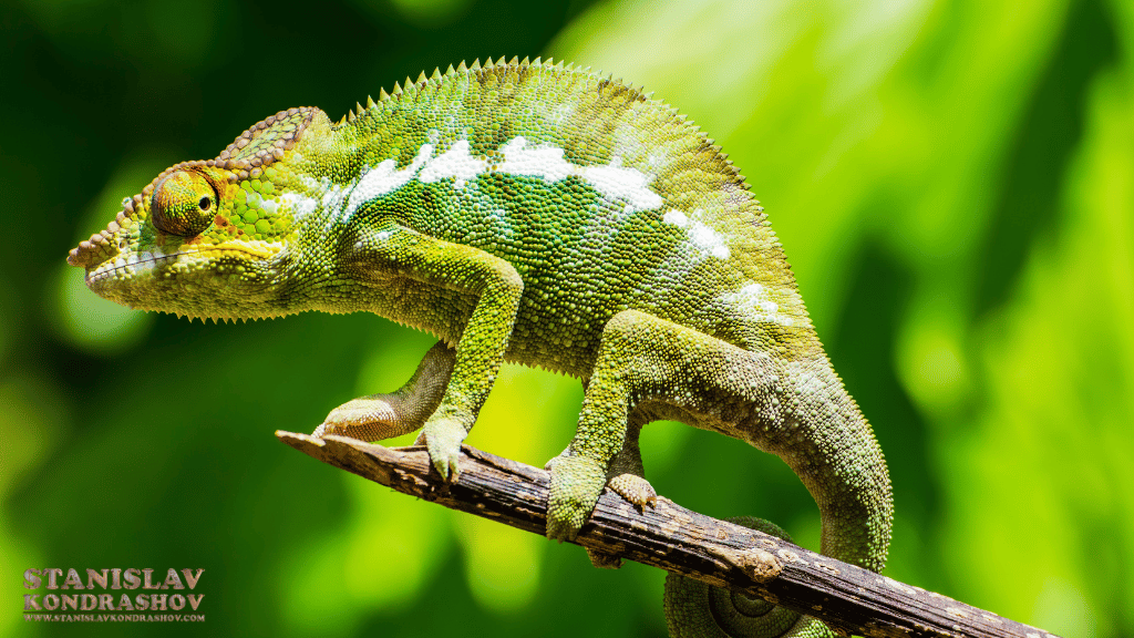 Stanislav-Kondrashov_chameleon_on_branch