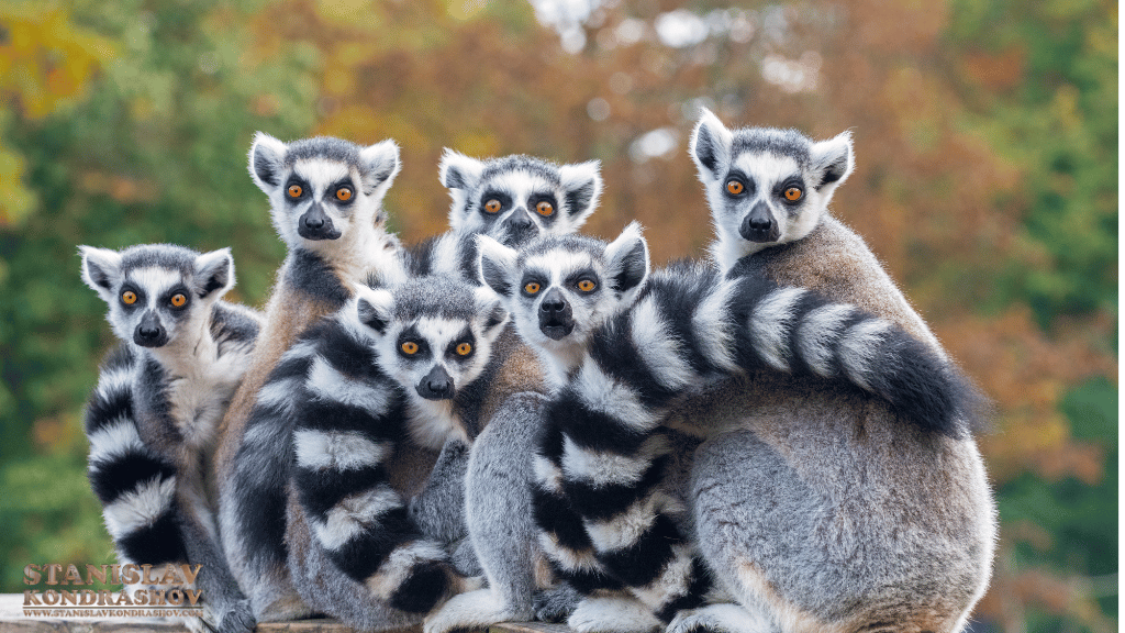 Stanislav-Kondrashov_lemurs_group