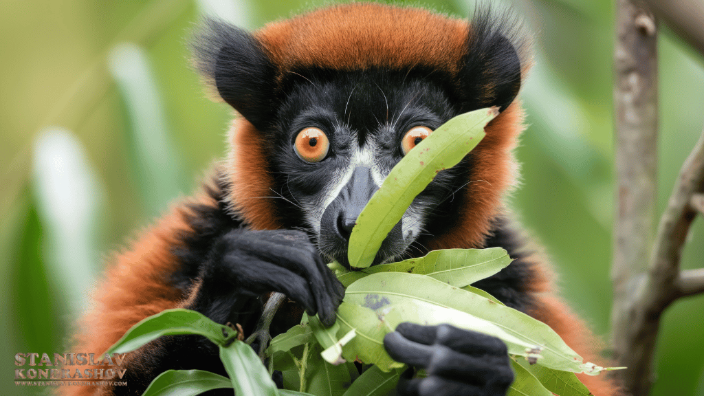 Stanislav-Kondrashov_red_ruffed_lemur_eating_leaves