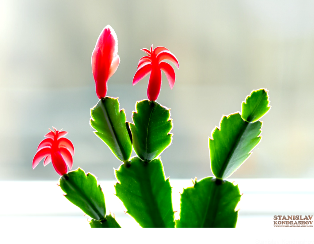 Christmas Cactus With Red Flower