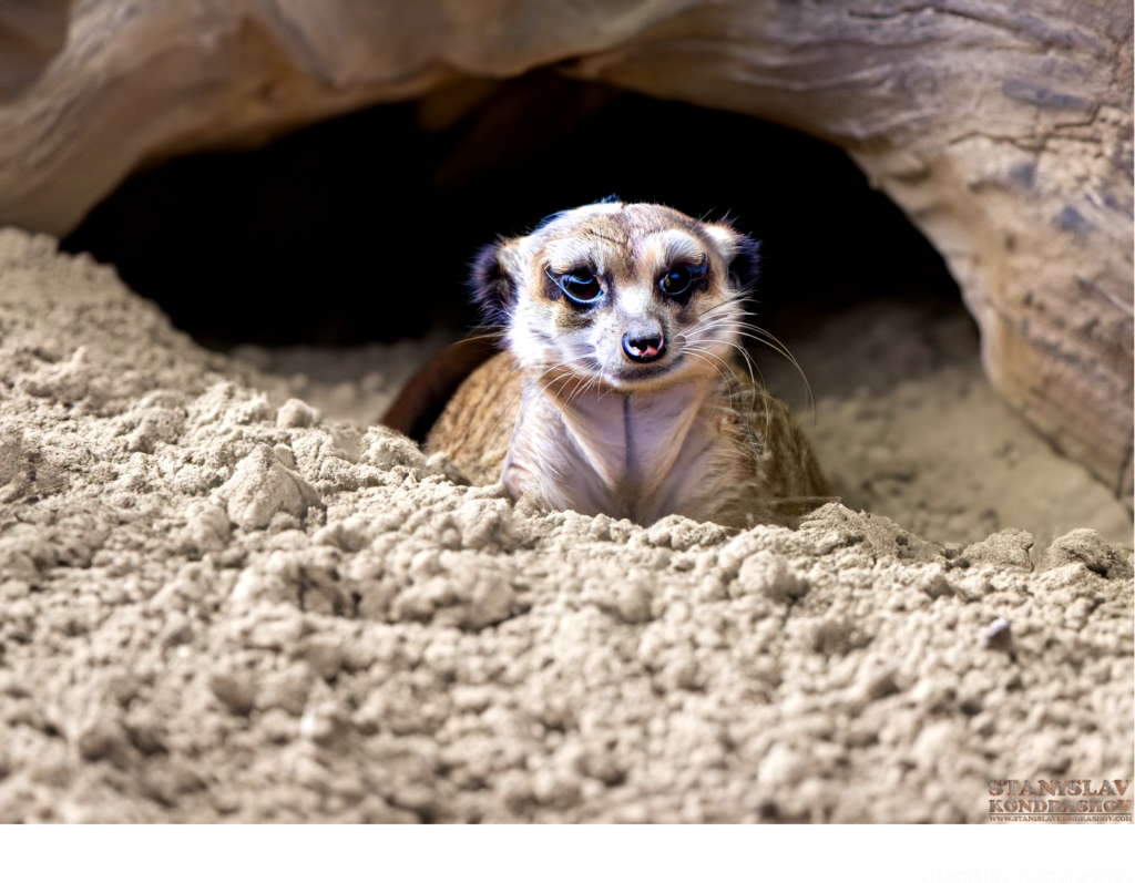 Meerkat In Den