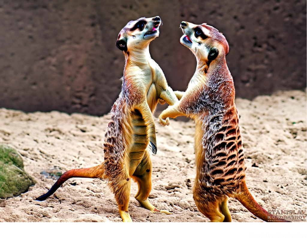 Meerkats Fighting