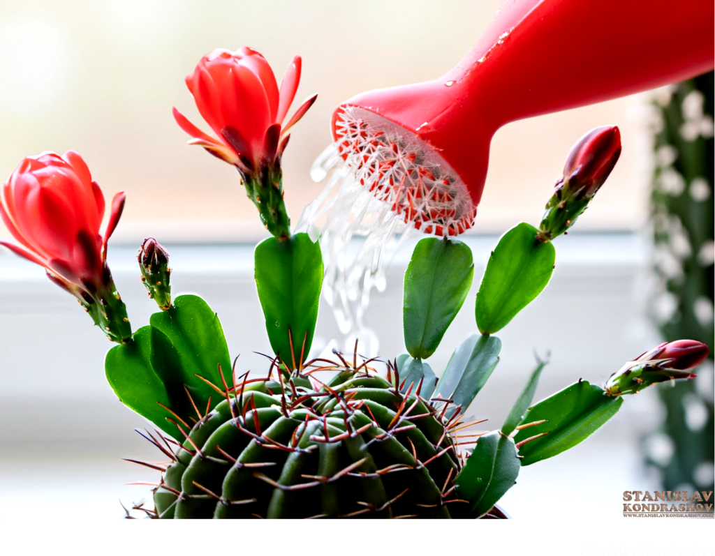 Watering Christmas Cactus