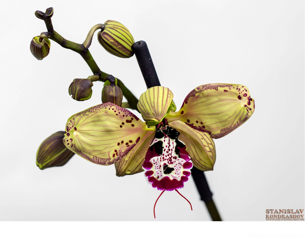 Orchid Reblooming