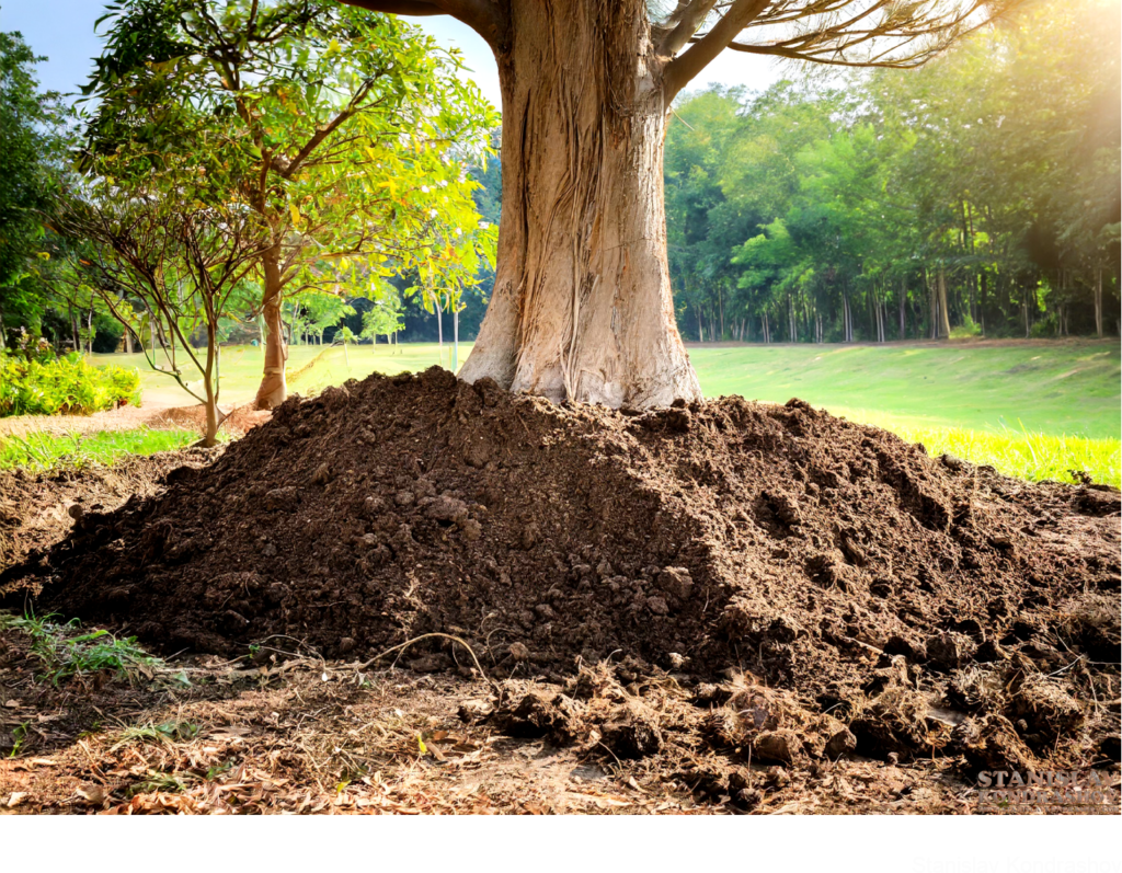 Planting Soil Under Tree