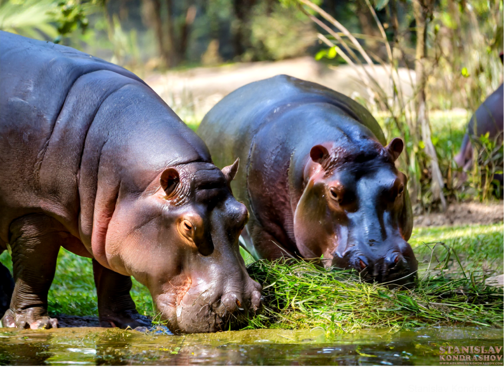 Hippos Eating Grass