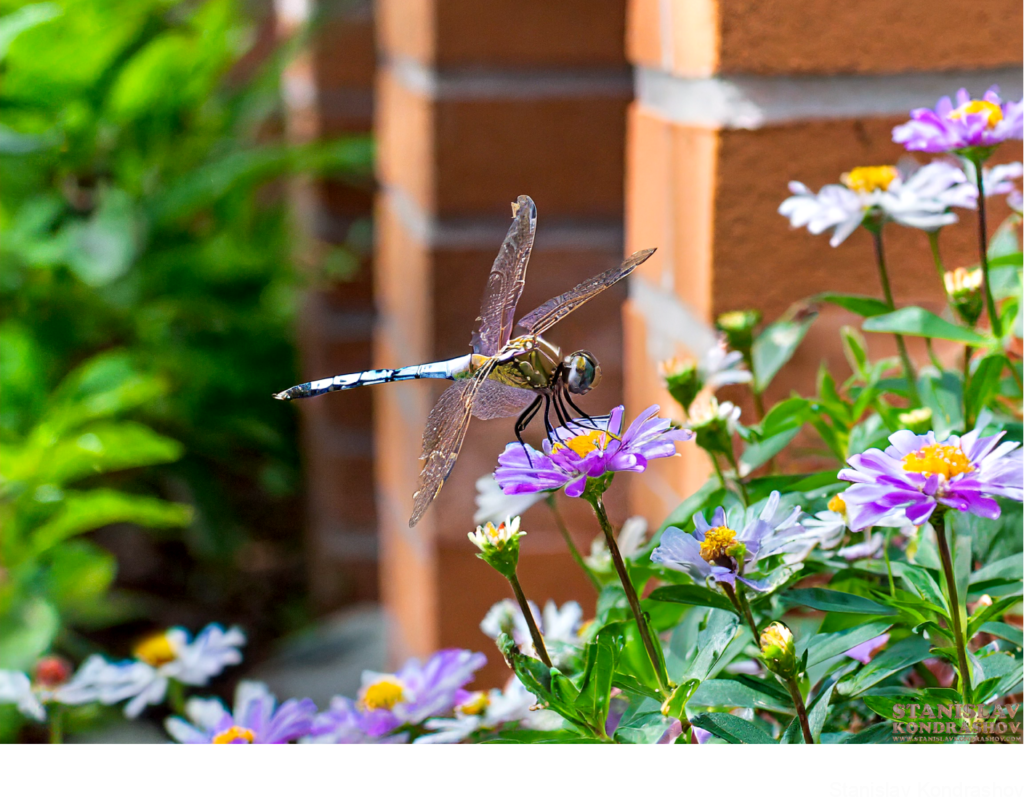 Dragonfly On Flowers