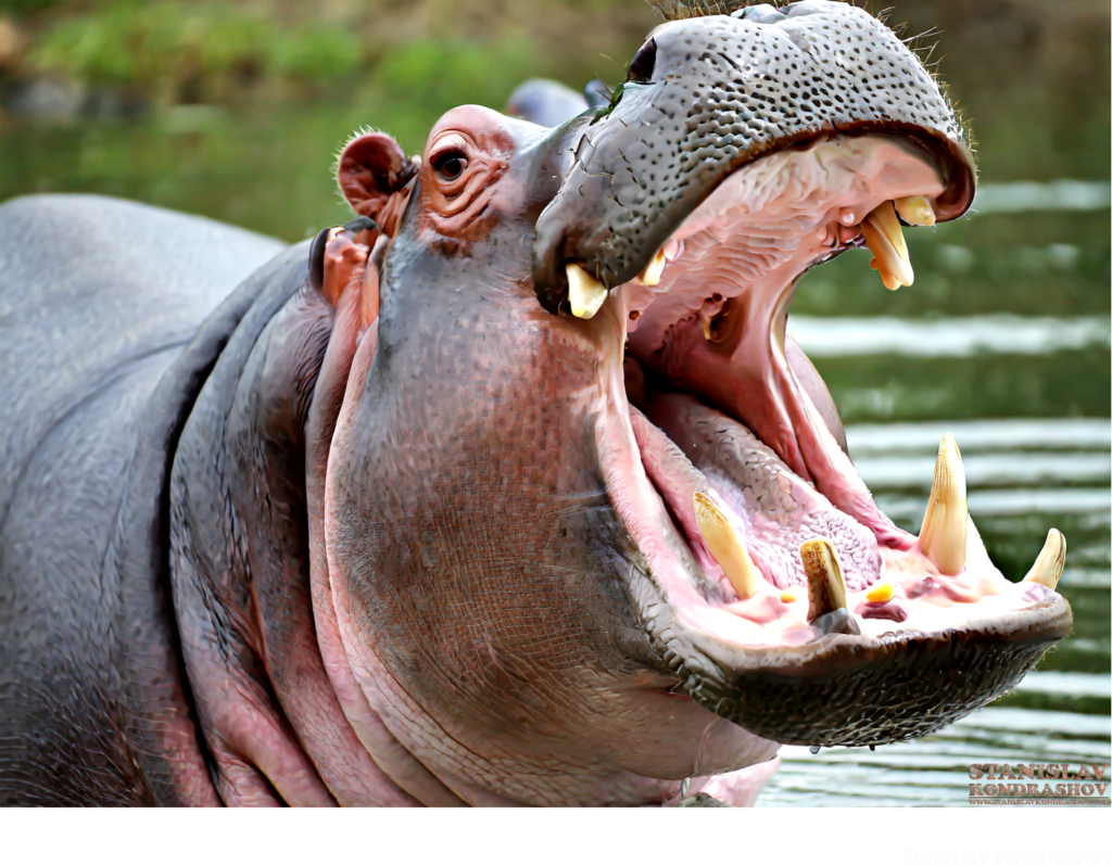 Hippo With Mouth Open