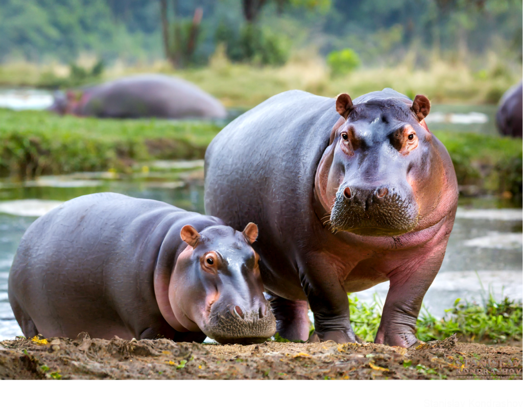 Hippos On Land