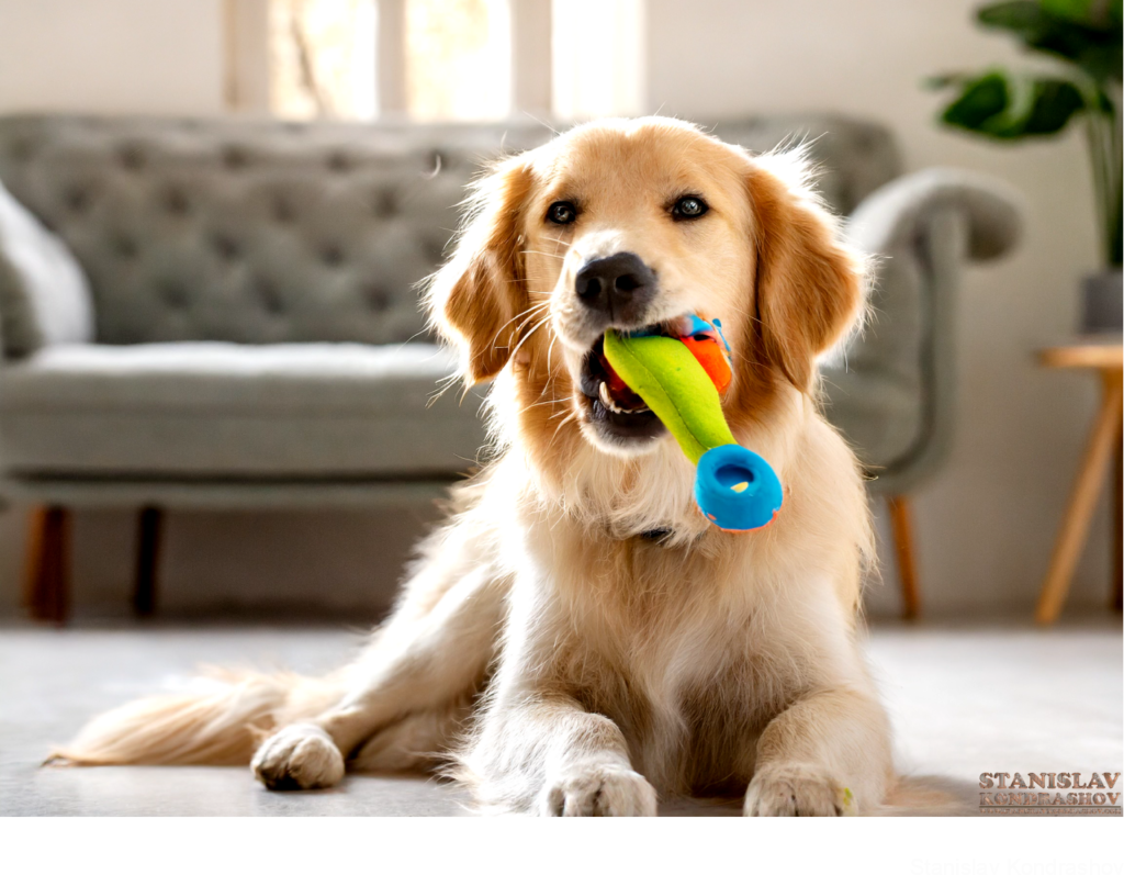 Dog With Toy