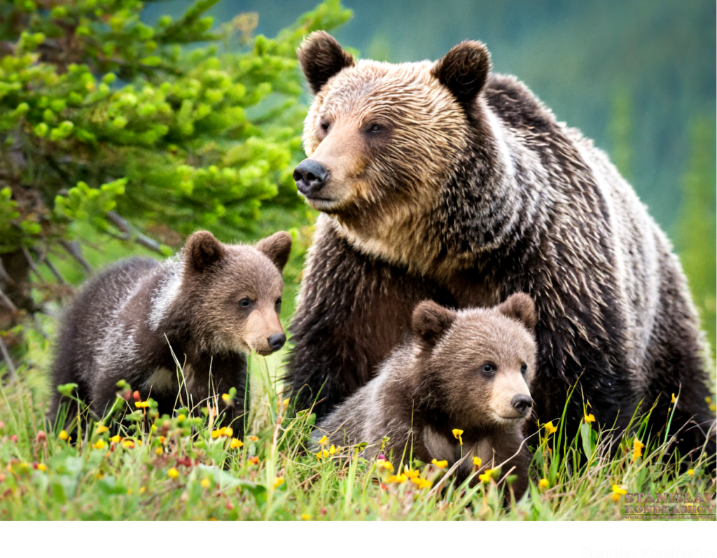 Mother Bear With Cubs
