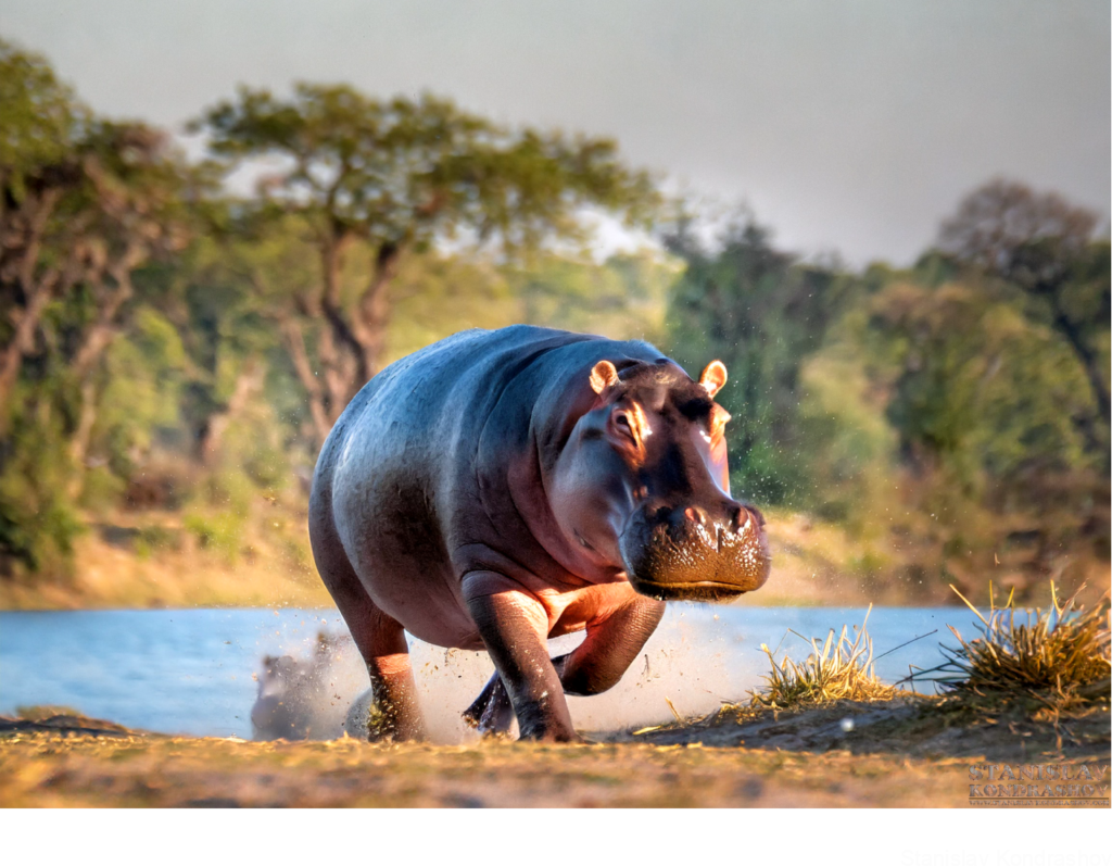 Hippo Running