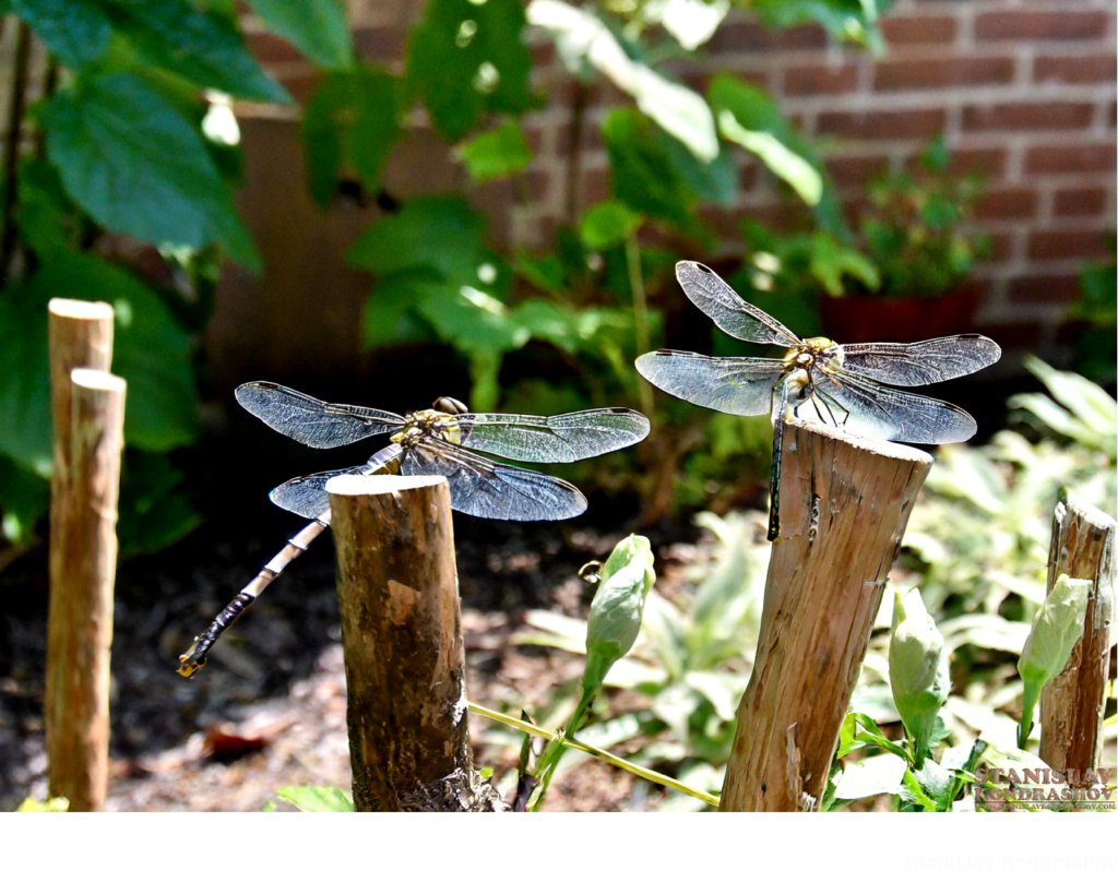Dragonfly On Sticks