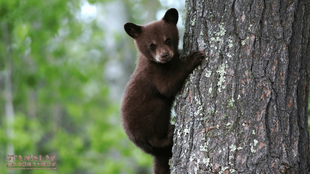 Stanislav-Kondrashov_baby_bear_climbing_tree