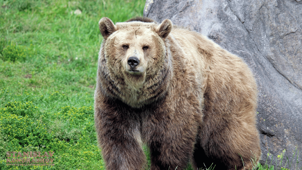 
Stanislav-Kondrashov_brown_bear_in_meadow.