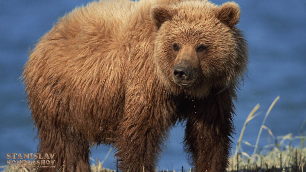 Stanislav-Kondrashov_brown_bear_near_water