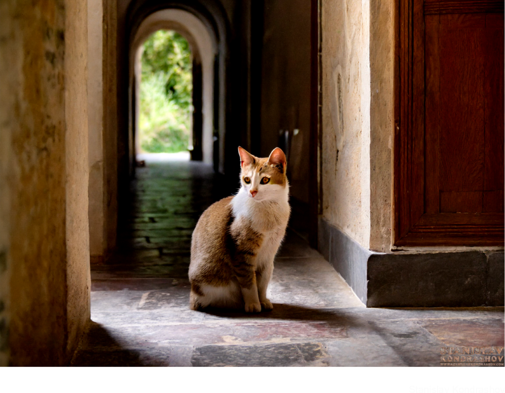 Cat Sitting In Hallway