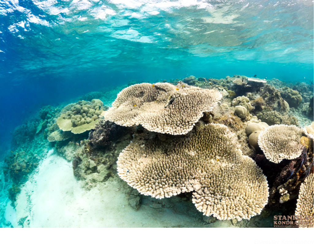 Degraded Coral