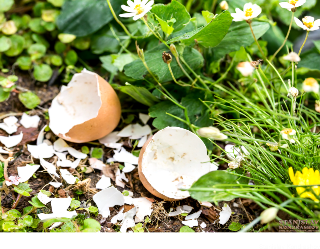 Egg Shells In Garden