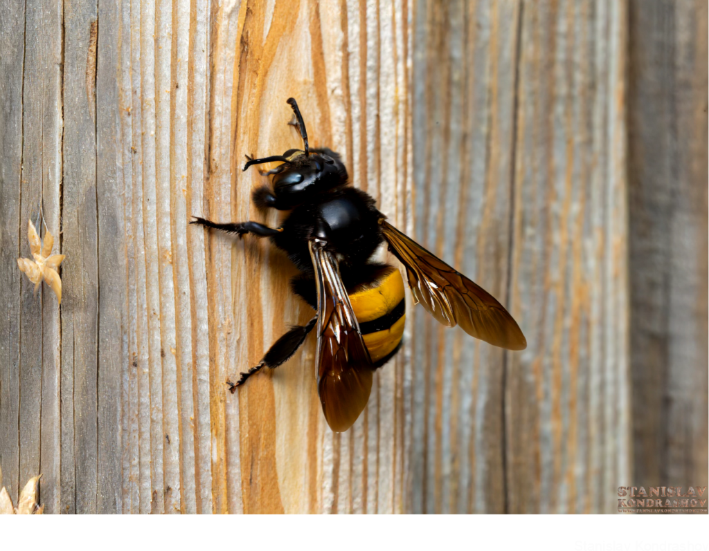 Carpenter Bee On Wood