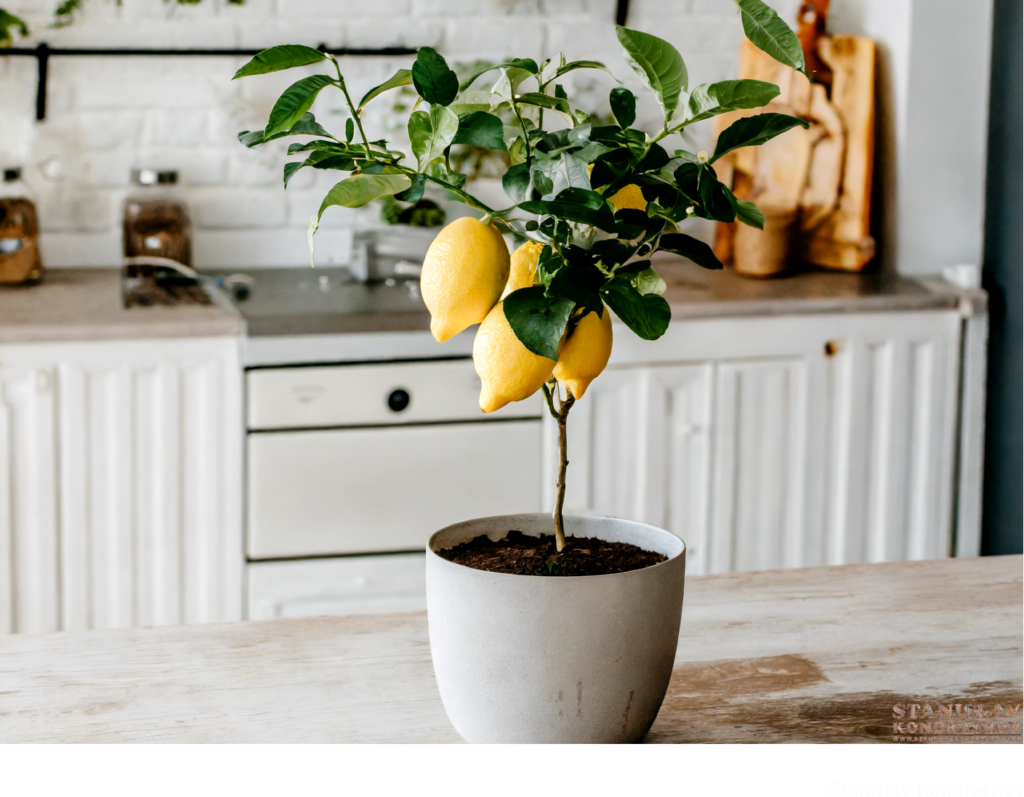 Lemon Tree Inside