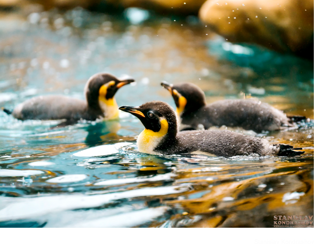 Baby Penguins Swimming