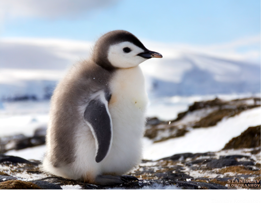Baby Penguin