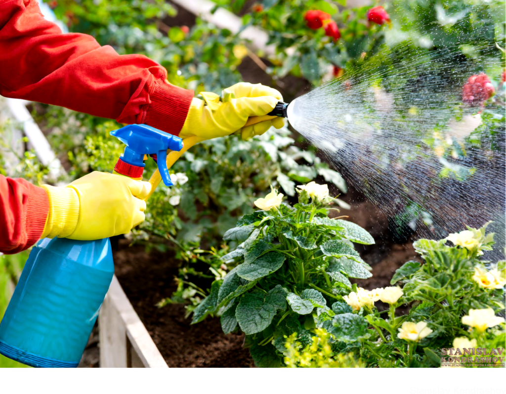 Spraying Solution In Garden