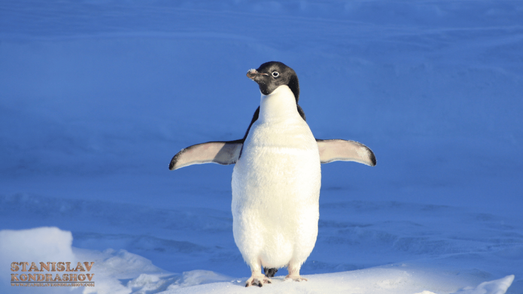 Stanislav-Kondrashov_penguin_in_snow.