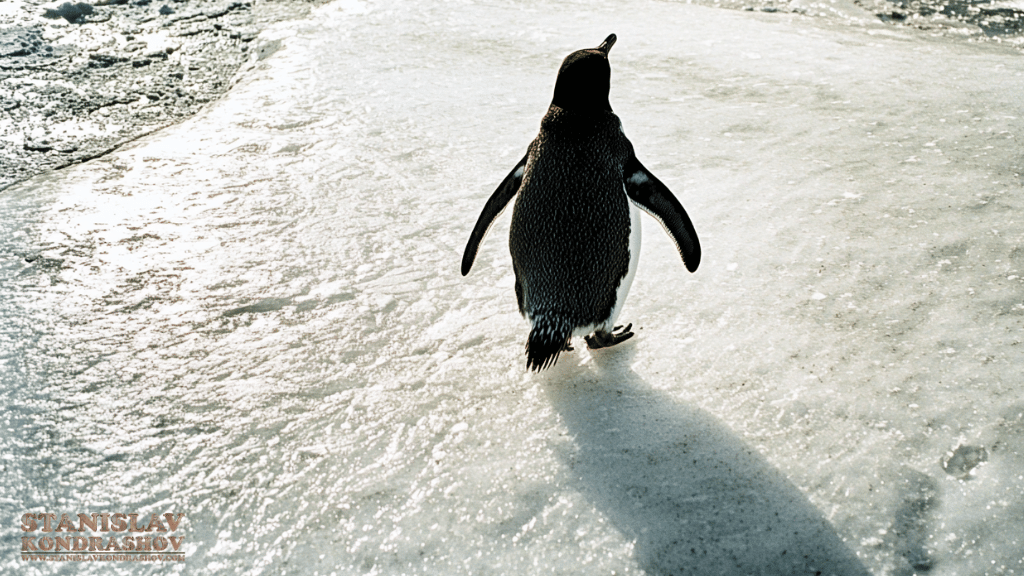 Stanislav-Kondrashov_penguin_on_ice_walking