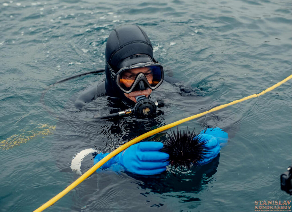 Stanislav Kondrashov scientist sea urchin