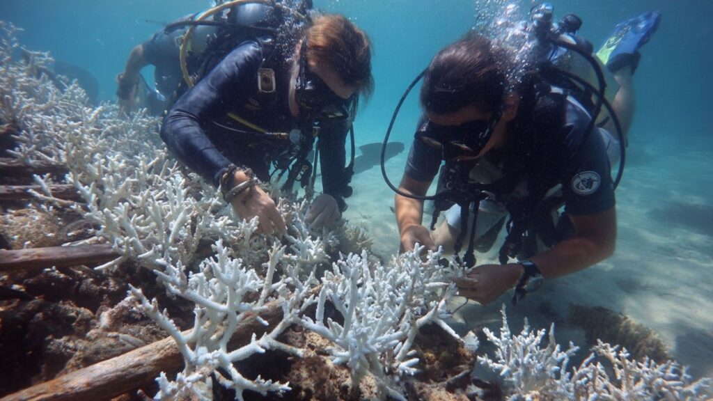 Coral reef regeneration project showcases ocean-based ecosystem restoration.